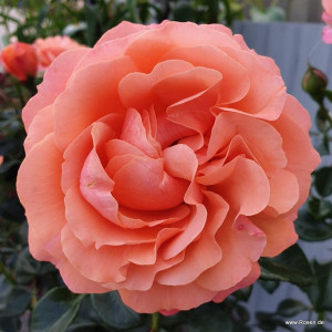 CORAL LIONS-ROSE®